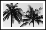 Tropical Palms Cheap