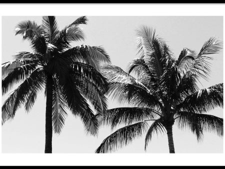 Tropical Palms Cheap