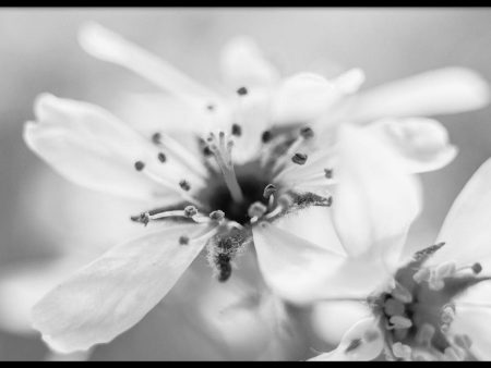 Close-up Witte Bloem Cheap