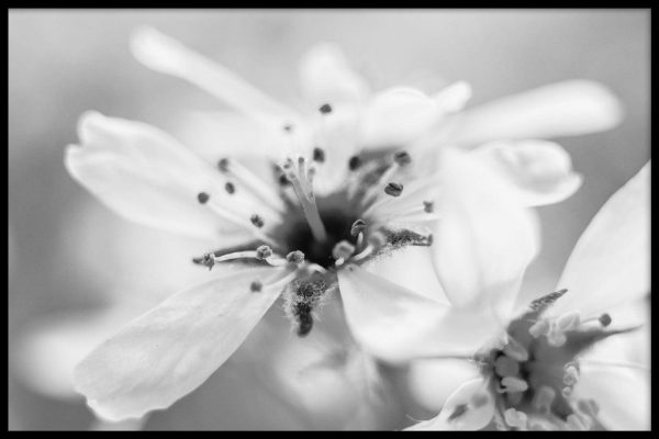 Close-up Witte Bloem Cheap