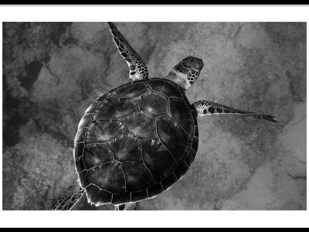 Zeeschildpad Online