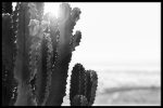 Close-up Cactus For Sale