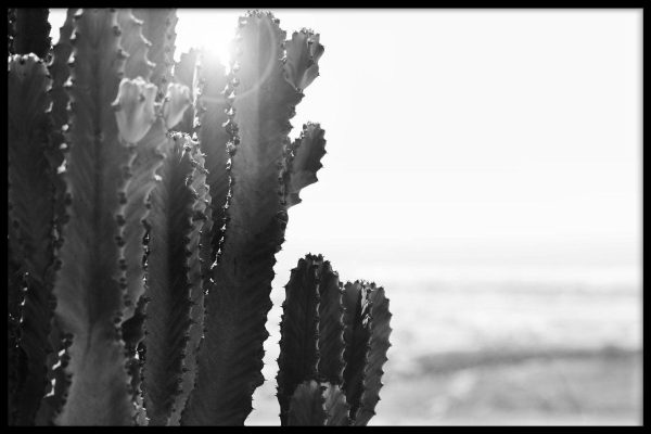 Close-up Cactus For Sale