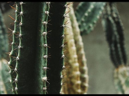 Close-up Cactus II For Discount