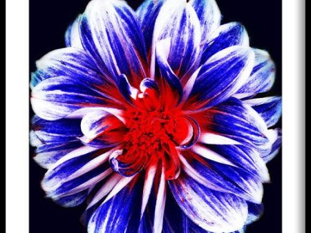 Blue Flower With Red Center Cheap