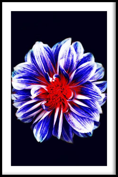 Blue Flower With Red Center Cheap