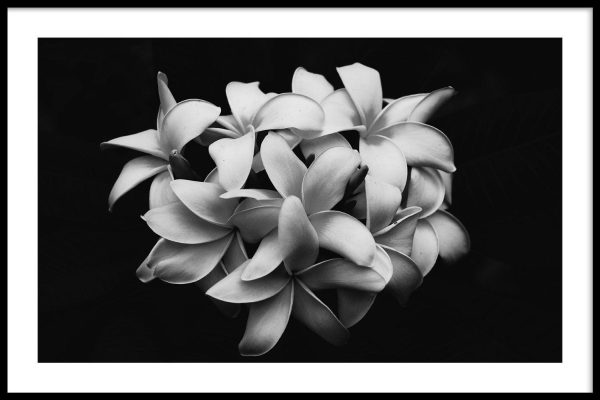 Boeket Plumeria Bloemen Fashion