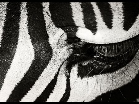 Zebra Up Close on Sale