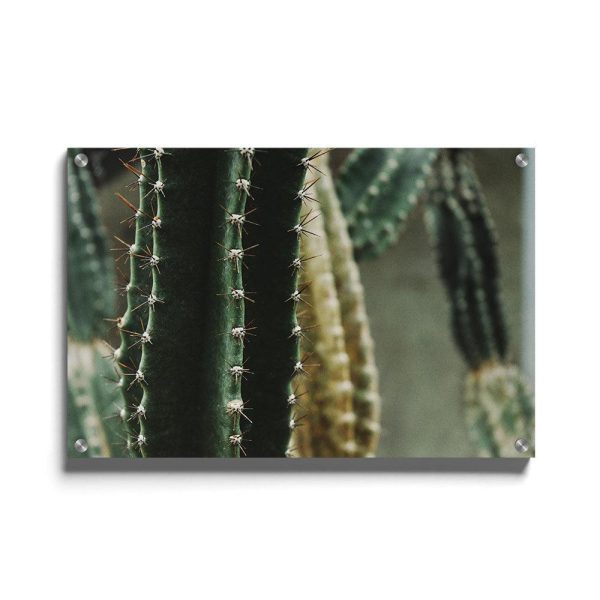 Close-up Cactus II For Discount